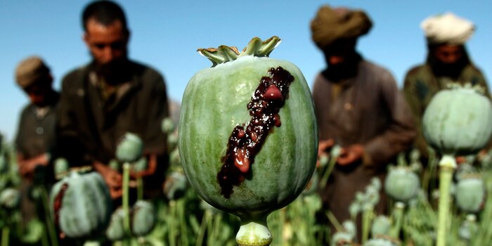 دلایل کاهش تولید تریاک در افغانستان/ برنامه طالبان چیست؟