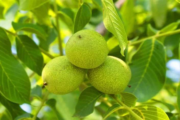 گردو