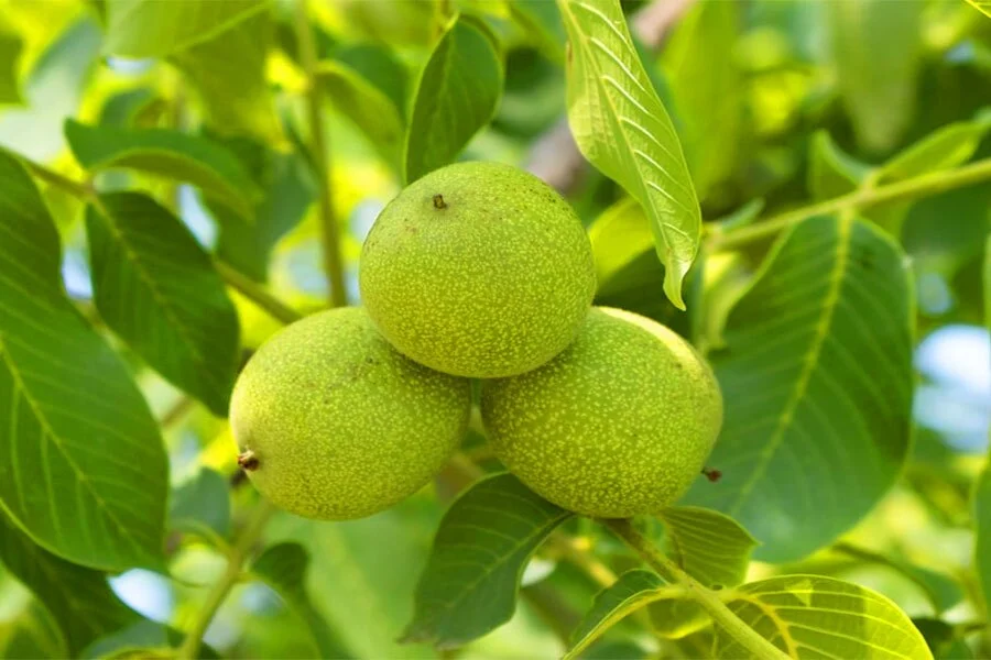 گردو