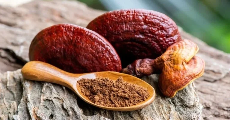 قهوه گانودرما برای افزایش وزن